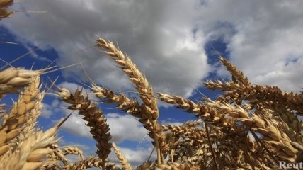 Запасы зерна в Украине выше прошлогодних