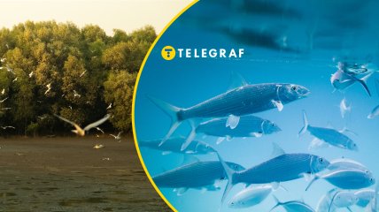 Птицы "рыбалили" в Черкассах