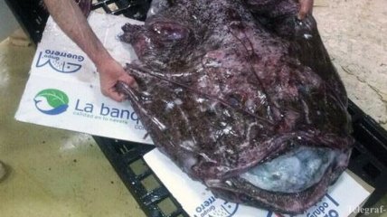 В Черном море выловили редчайшую рыбу