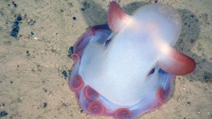 Ученые проследили за рождением ушастого осьминога "Дамбо"