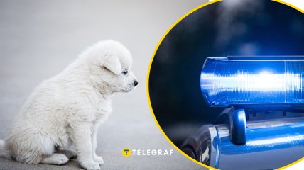 У Києві чоловік побив цуценя