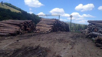 На Львовщине провели больше десятка обысков у работников лесхозов