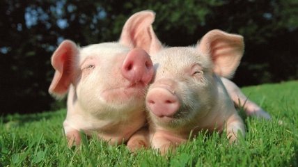 Ученые предложили выращивать человеческие органы внутри свиней
