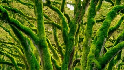 Мох на деревьях может угрожать их здоровью (изображение создано с помощью ИИ)