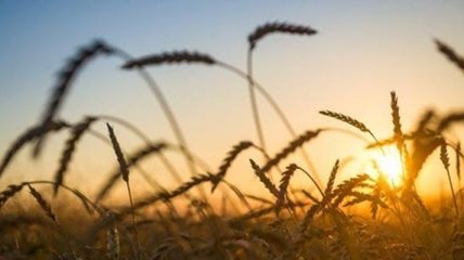 В Киевской области было украдено урожая на 2 млн грн