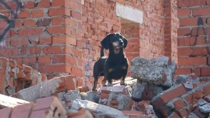 Собак-спасателей наградили в Киеве