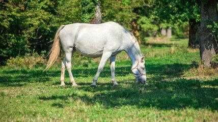 24 августа посвящали уходу за домашними животными