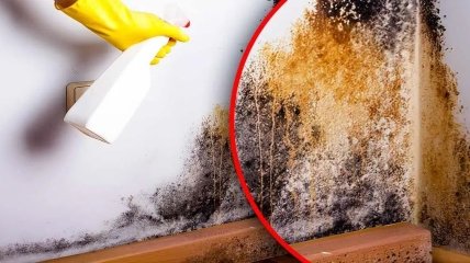 Химические средства против плесени можно заменить на натуральные