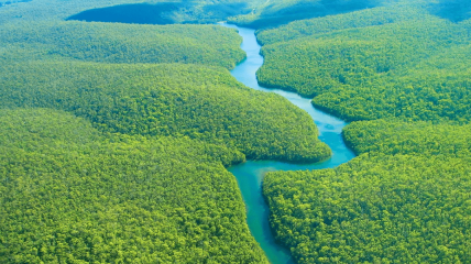 Площа амазонських лісів — 6 млн кв км.