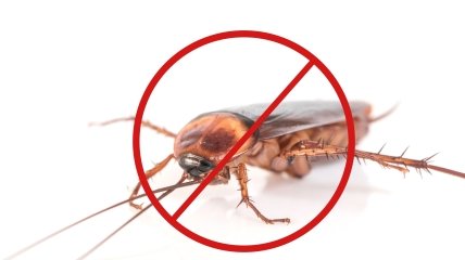 Простой способ прогнать насекомых из дома