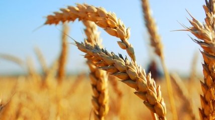 Азаров: Украина экспортировала более 23 млн тонн зерна
