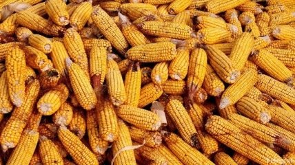 Рост цен на зерновые увеличивает риски мировой инфляции