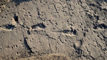 Палеонтологи обнаружили свидетельства существования древнего "Чубакки"