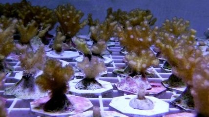 Найдены уникальные гены иммунитета у кораллов