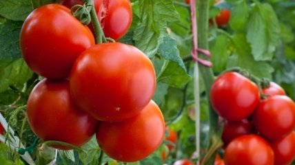 Медики нашли новый метод лечения рака желудка с помощью томатов