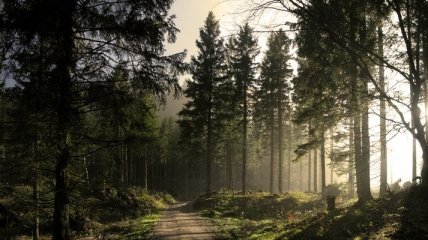 2,6 га леса в Сухолучье перешло обратно в государственную собственность