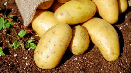Щоб урожай картоплі не постраждав, краще не використовувати свіжий гній