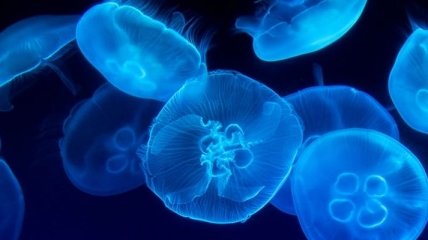 В Азовском море будут истреблять медуз: биолог назвала причину