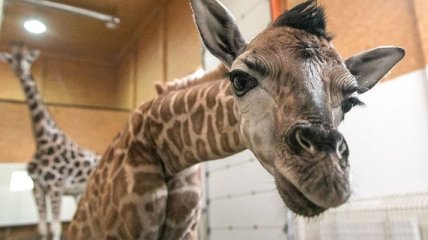В одесском биопарке впервые показали новорожденного жирафа