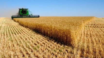 В Україні вже зібрали 6,3 мільйона тонн зерна