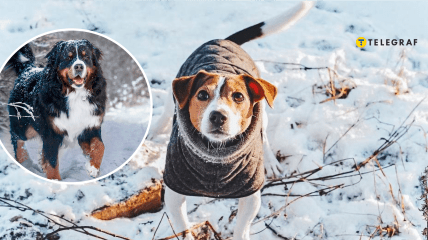 Собаки взимку