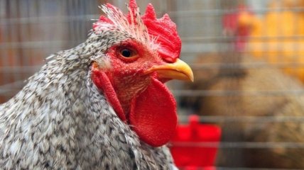Украина запретила импорт птицы из Австрии