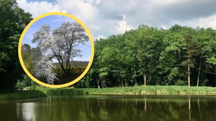 Ботанічний заказник "Воротнів"