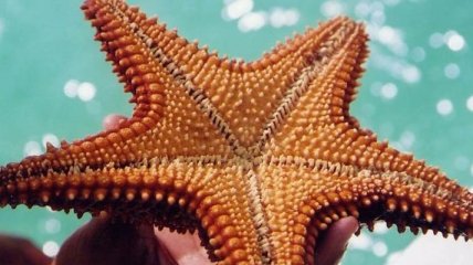 У морских звезд обнаружили неизвестную в мире животных способность