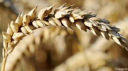 Крым завершил уборку ранних зерновых
