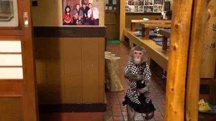 В этом японском баре вас обслужит милая обезьяна-официантка (Видео)