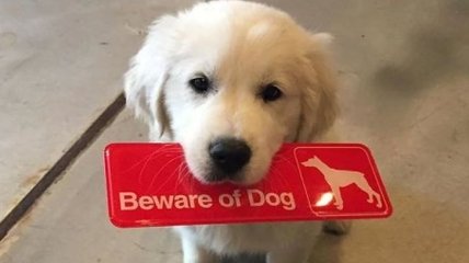 "Остерегайтесь злую собаку": забавные фото собачек, которые выглядят слишком безобидно