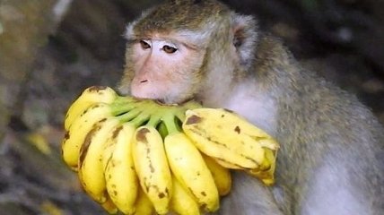 Ловили всем супермаркетом: в Харькове обезьяна сбежала из зоопарка (Видео)