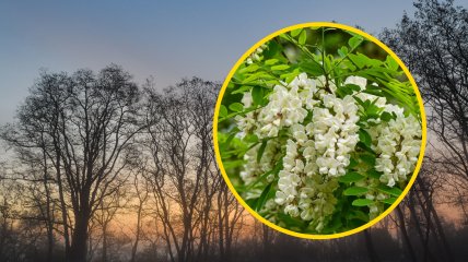 У белой акации есть другое более правильное название
