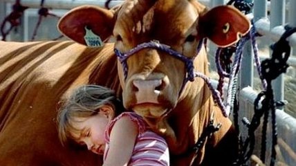 Дети, проживающие на молочных фермах, на 10% реже страдают аллергией