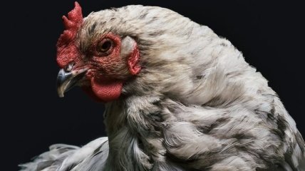 Украина войдет в топ-5 экспортеров курятины в мире: В США дали прогноз