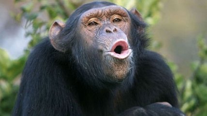 Побег века: в Ирландии шимпанзе сбежал из зоопарка (Видео)