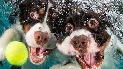Улыбка до ушей: смешные мордашки собак, ныряющих за мячиком 