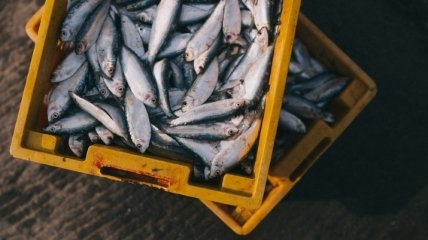 Цифровизация в рыболовстве: право на вылов рыбы можно будет получить на онлайн-аукционе