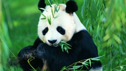 Большие панды больше не относятся к вымирающему виду