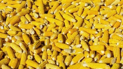 Последствия коронавируса: В Украине цены на кукурузу идут на спад