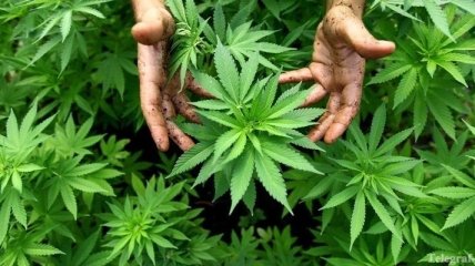 В Запорожской области полиция обнаружила три посева наркосодержащих растений