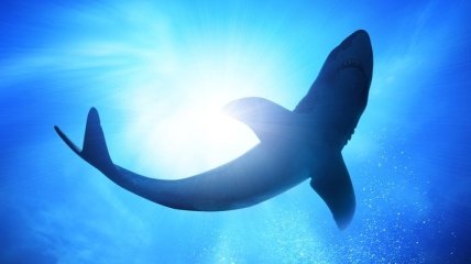 На острове Реюньон акула перекусила 15-летнюю девочку пополам  