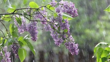 Прогноз погоды в Украине 19 мая: ожидаются дожди 