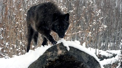 В Якутии из-за волков введен режим чрезвычайной ситуации
