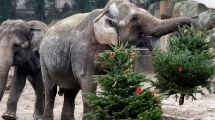 Слоны и тигры в берлинском зоопарке съели все новогодние елки (Видео)