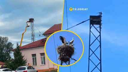 Гніздо стало візитівкою міста