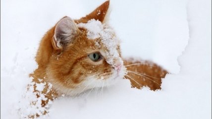Котик радуется первому снегу
