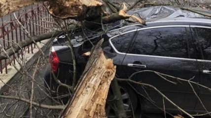 В центре Киева ветер дерево упало на иномарку