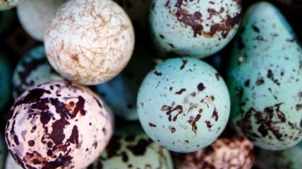 Ученые рассекретили тайну необычной формы яиц кайры
