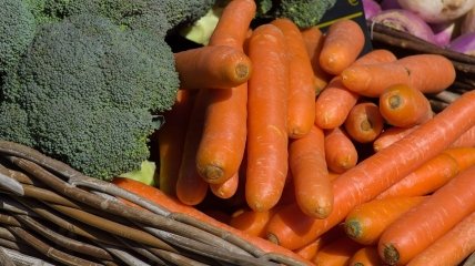 Броколі та морква – холодостійкі культури